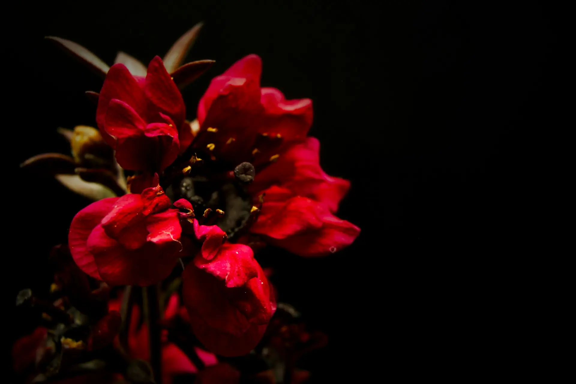 red rose in bloom close up photo